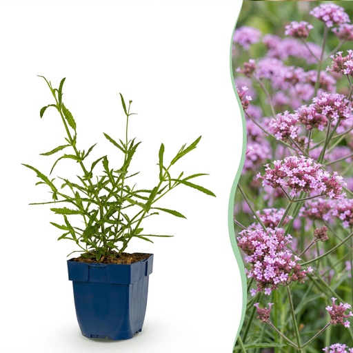 "Staude - Verbena bonariensis Lollipop - Eisenkraut - Bienen und Schmetterlingslocker - Lila - 12 Pflanzen - Topf 11cm - Höhe 15-25cm image"