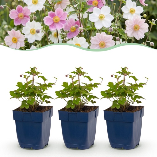 "Perennial - Anemone Tricolour - Autumn Anemone - Shade - Dark Pink - Pink - White - 12 Plants - Pot 11cm - Height 15-25cm image"