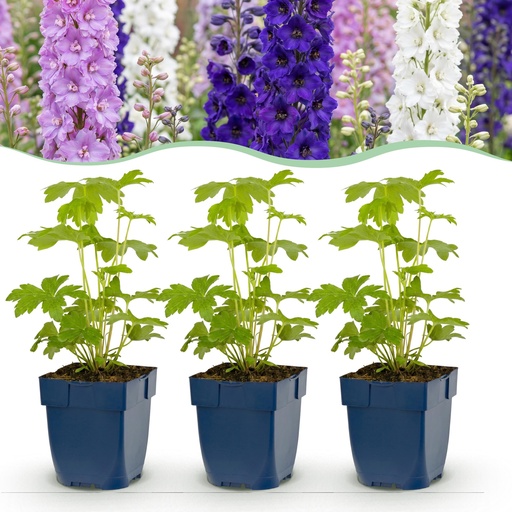 "Perennial - Delphinium Tricolour - Larkspur - Bee and butterfly attractors - Purple - Pink - White - 12 Plants - Pot 11cm - Height 15-25cm image"