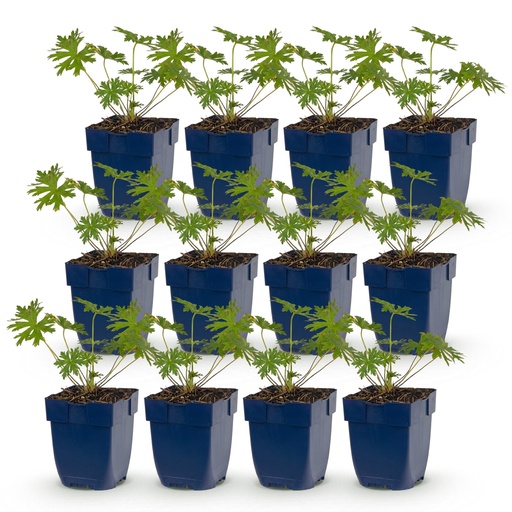 "Perennial - Geranium Tricolour - Crane's Bill - Ground Cover - Purple - Pink - White - 12 Plants - Pot 11cm - Height 15-25cm image"