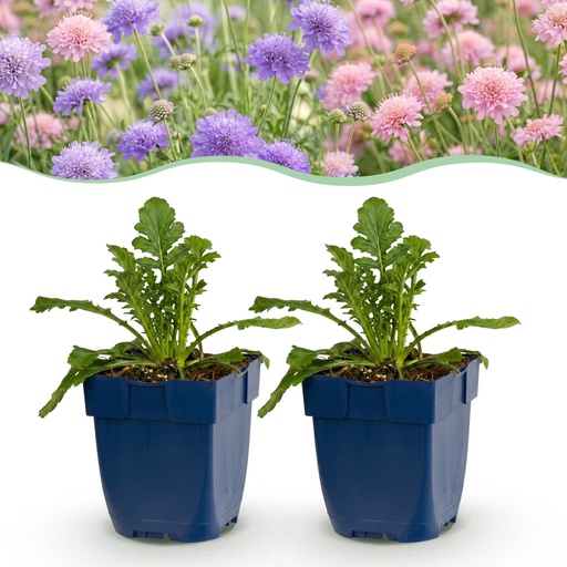 "Perennial - Scabiosa Duo - Pincushion Flower - Bee and Butterfly Attractors - Purple - Pink - 12 Plants - Pot 11cm - Height 15-25cm image"