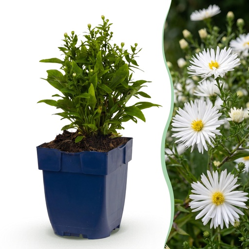 "Perennial - Aster (D) Schneekissen - Sea Aster - Bee and Butterfly Attractors - White - 24 Plants - Pot 11cm - Height 15-25cm image"