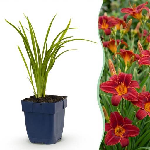 "Perennial - Hemerocallis Autumn Red - Daylily - Bee and Butterfly Attractors - Red - 24 Plants - Pot 11cm - Height 15-25cm image"