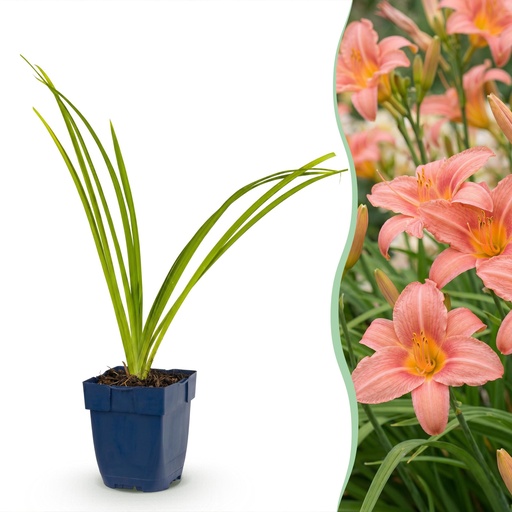 "Perennial - Hemerocallis Pink Damask - Daylily - Bee and Butterfly Attractors - Pink - 24 Plants - Pot 11cm - Height 15-25cm image"