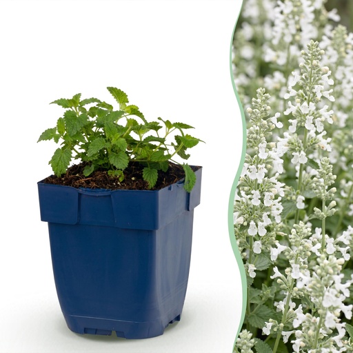 "Perennial - Nepeta faassenii Snowflake - Catmint - Bee and Butterfly Attractors - White - 24 Plants - Pot 11cm - Height 15-25cm image"