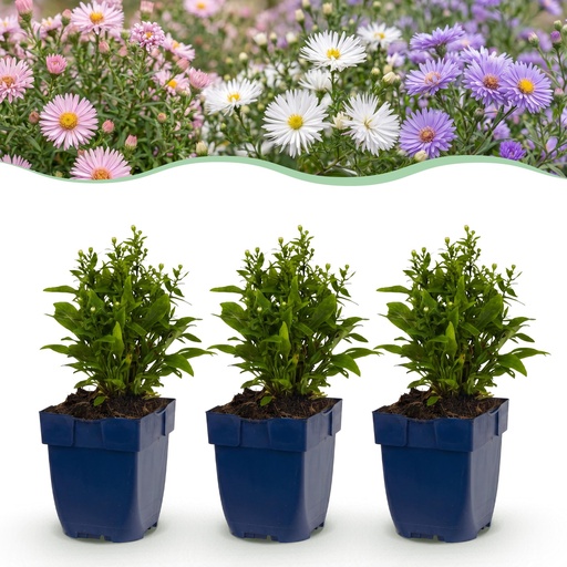 "Perennial - Aster Tricolour - Sea Aster - Bee and Butterfly Attractors - Purple - Pink - White - 24 Plants - Pot 11cm - Height 15-25cm image"