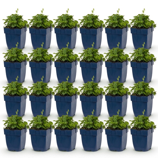 "Perennial - Campanula portenschlagiana Tricolour - Peachleaf bellflower - Groundcover - Purple - Pink - White - 24 Plants - Pot 11cm - Height 15-25cm image"