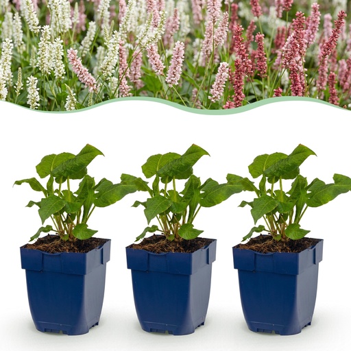 "Perennial - Persicaria Tricolour - Knotweed - Shade - Red - Pink - White - 24 Plants - Pot 11cm - Height 15-25cm image"