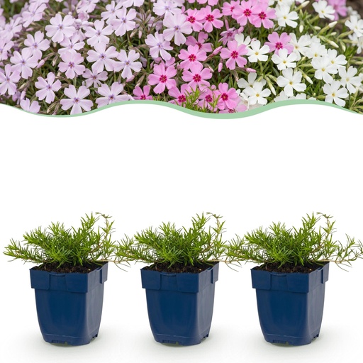 "Perennial - Phlox Tricolour - Flame Flower - Ground Covering - Purple - Pink - White - 24 Plants - Pot 11cm - Height 15-25cm image"