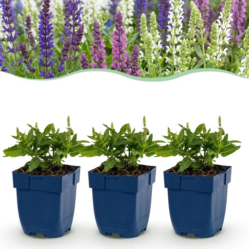 "Perennial - Salvia Tricolour - Sage - Fragrant - Purple - Pink - White - 24 Plants - Pot 11cm - Height 15-25cm image"
