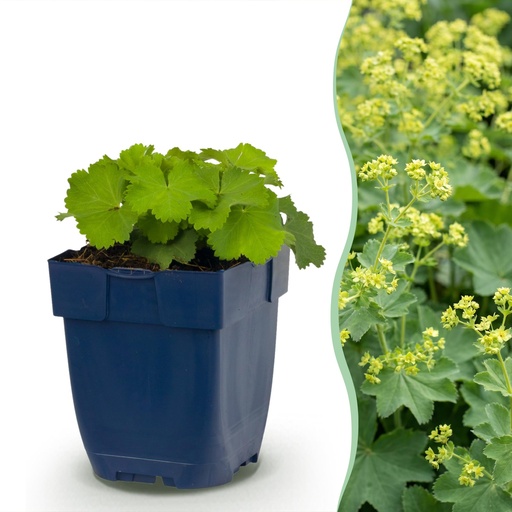 "Stauden - Alchemilla mollis - Frauenmantel - Bodendecker - Gelb - 1 Pflanzen - Topf 11cm - Höhe 15-25cm image"