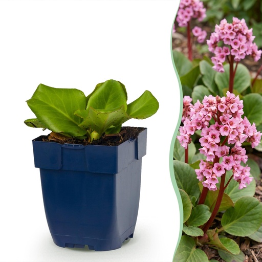 "Stauden - Bergenia cordifolia - Herzblatt - Schatten - Rosa - 1 Pflanzen - Topf 11cm - Höhe 15-25cm image"