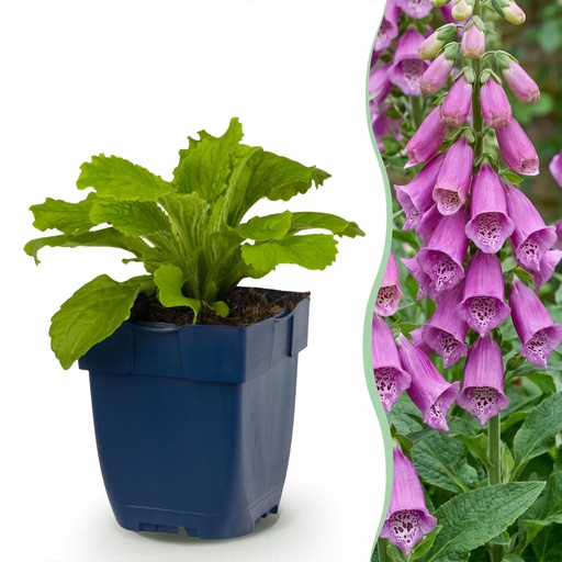 "Stauden - Digitalis purp. Dalmatian Purple - Fingerhut - Schatten - Lila - 1 Pflanzen - Topf 11cm - Höhe 15-25cm image"