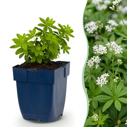 Waldmeister (Galium odoratum) – winterharte Staude, Topf-Ø 11 cm, Höhe ca. 15–25