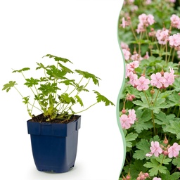 Balkan-Storchschnabel 'Ingwersen's Variety' (Geranium macrorrhizum) – winterhart