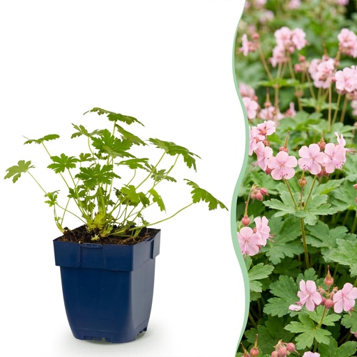 "Stauden - Geranium macr. Ingwersen's Variety - Storchschnabel - Bodendecker - Hellrosa - 1 Pflanzen - Topf 11cm - Höhe 15-25cm image"