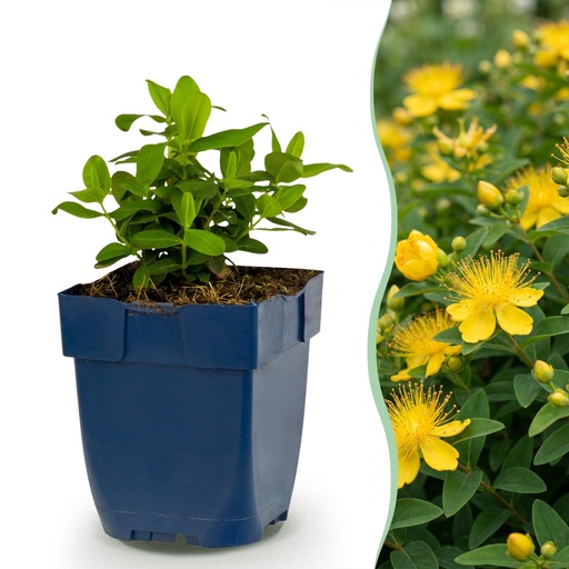 "Stauden - Hypericum calycinum - Johanniskraut - Bienen- und Schmetterlingsanlockern - Gelb - 1 Pflanzen - Topf 11cm - Höhe 15-25cm image"