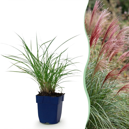 "Gräser - Miscanthus sin. Red Chief - Pampasgras - Mit Blüte - Grün - 1 Pflanzen - Topf 11cm - Höhe 15-25cm image"