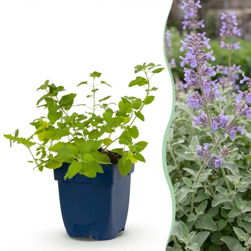 "Staude - Nepeta faassenii - Katzenminze - Bienen- und Schmetterlingsmagneten - Lila - 1 Pflanzen - Topf 11cm - Höhe 15-25cm image"