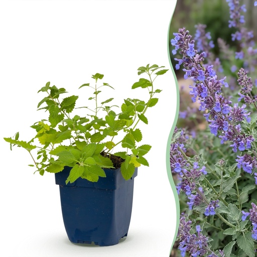 "Stauden - Nepeta faassenii 'Six Hills Giant' - Katzenminze - Bienen- und Schmetterlingsanwerfer - Lila - 1 Pflanzen - Topf 11cm - Höhe 15-25cm image"