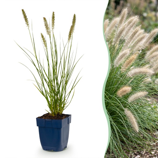"Gras - Pennisetum alop. Hameln - Lampenputzergras - Mit Plume - Grün - 1 Pflanzen - Topf 11cm - Höhe 15-25cm image"