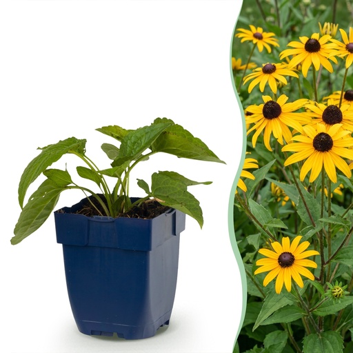 "Staude - Rudbeckia fulg. Goldsturm - Gelbe Sonnenhut - Bienen- und Schmetterlingsanwerfer - Gelb - 1 Pflanzen - Topf 11cm - Höhe 15-25cm image"