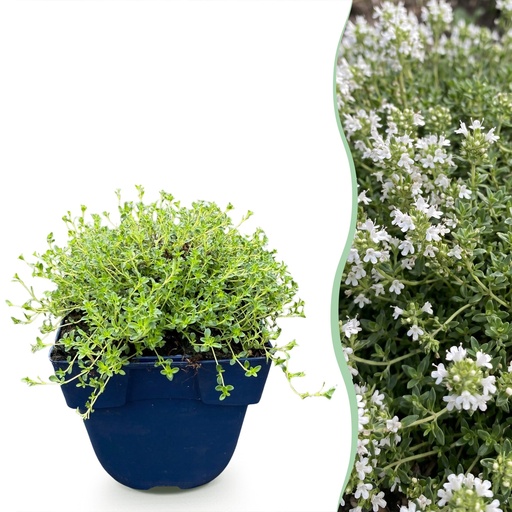 "Stauden - Thymus praecox Albiflorus - Weiße Kriech-Thymian - Duftend - Weiß - 1 Pflanzen - Topf 11cm - Höhe 15-25cm image"