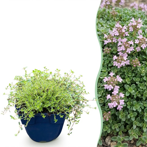 "Stauden - Thymus praecox Minor - Kriechender Thymian - Duftend - Rosa - 1 Pflanzen - Topf 11cm - Höhe 15-25cm image"