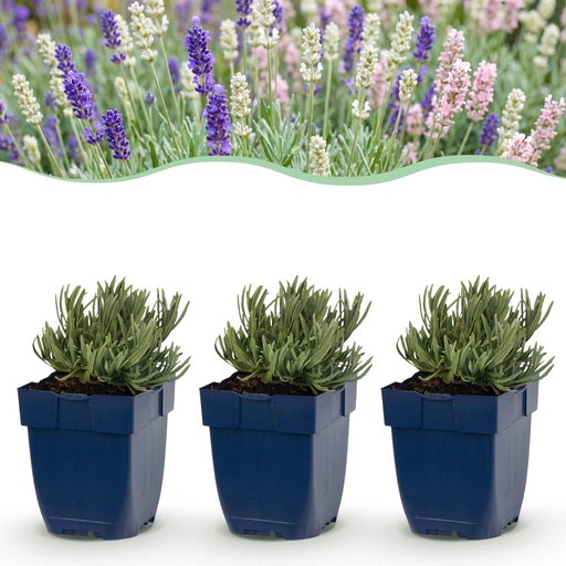 "Stauden - Lavandula Tricolour - Lavendel - Duftend - Blau - Rosa - Weiß - 6 Pflanzen - Topf 11 cm - Höhe 15-25 cm image"