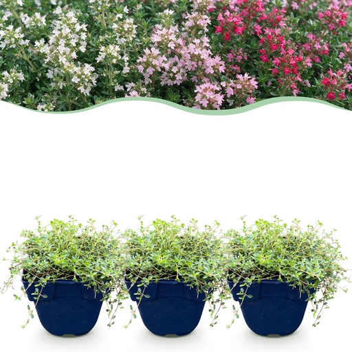 "Stauden - Thymus Tricolour - Tym - Bodendecker - Rosa - Rot - Weiß - 6 Pflanzen - Topf 11cm - Höhe 15-25cm image"