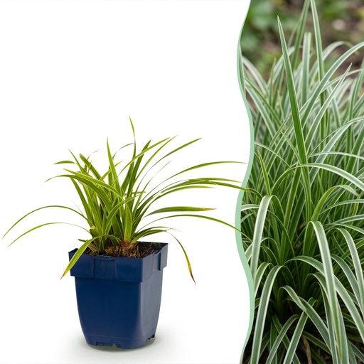 "Gräser - Carex morrowii Ice Dance - Japanische Segge - Immergrün - Creme-Grün - 6 Pflanzen - Topf 11cm - Höhe 15-25cm image"