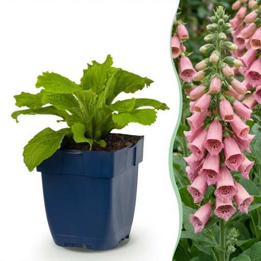"Stauden - Digitalis mertonensis - Fingerhut - Schatten - Rosa - 6 Pflanzen - Topf 11cm - Höhe 15-25cm image"