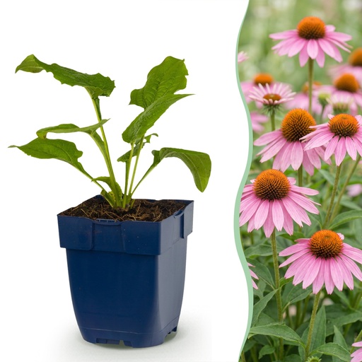 "Staude - Echinacea purp. Magnus - Sonnenhut - Bienen- und Schmetterlingsanzieher - Rosa - 6 Pflanzen - Topf 11cm - Höhe 15-25cm image"