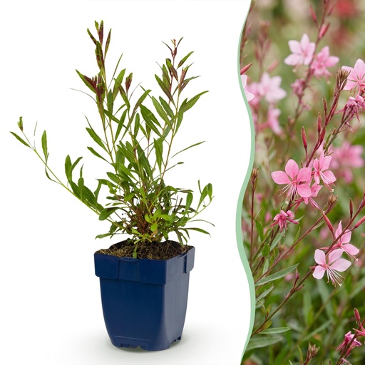 "Stauden - Gaura lindh. Florgauros - Prachtkerze - Bienen- und Schmetterlingsmagneten - Rosa - 6 Pflanzen - Topf 11cm - Höhe 15-25cm image"