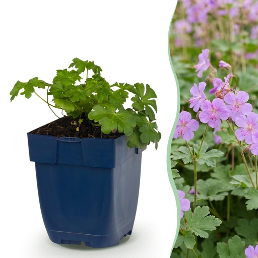 "Stauden - Geranium macr. Czakor - Storchschnabel - Bodendecker - Lila-Rosa - 6 Pflanzen - Topf 11cm - Höhe 15-25cm image"