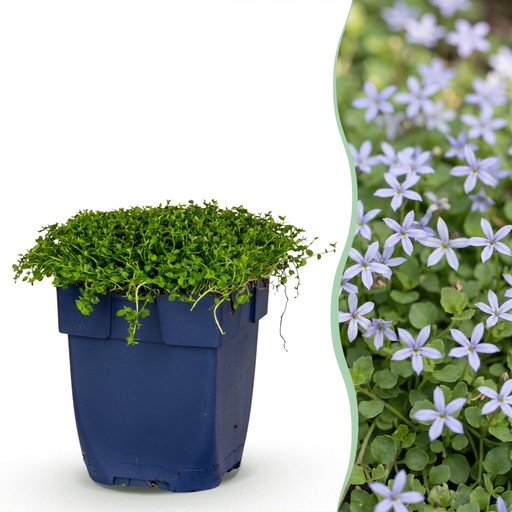 "Stauden - Isotoma fluviatilis - Sternblume - Steingartenpflanzen - Hellblau - 1 Pflanze - Topf 11cm - Höhe 15-25cm image"