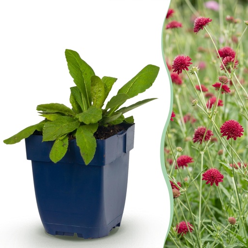 "Stauden - Knautia macedonica - Wiesenknöterich - Bienen- und Schmetterlingsanzieher - Dunkelrot - 6 Pflanzen - Topf 11cm - Höhe 15-25cm image"