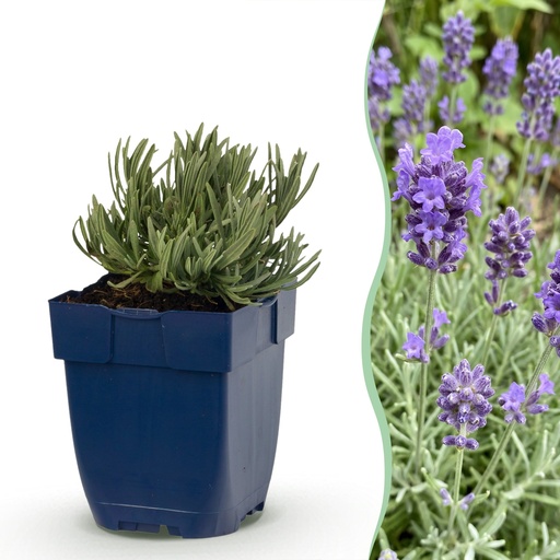 "Stauden - Lavandula ang. Dwarf Blue - Lavendel - Duftend - Violett - 6 Pflanzen - Topf 11cm - Höhe 15-25cm image"