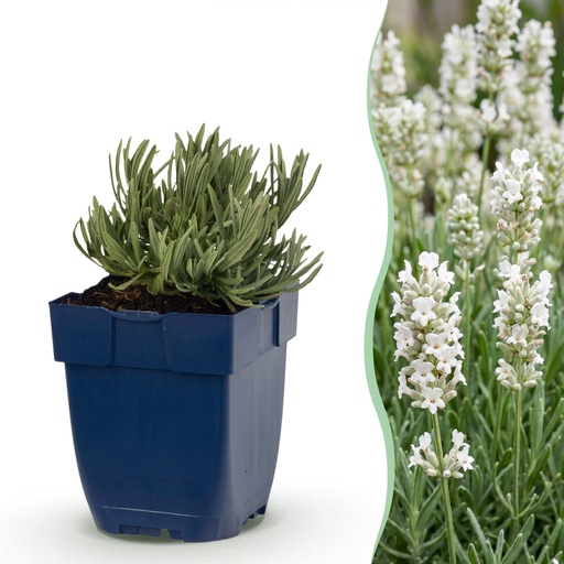 "Staude - Lavandula ang. Hidcote - Lavendel - Duftend - Lila - 6 Pflanzen - Topf 11cm - Höhe 15-25cm image"