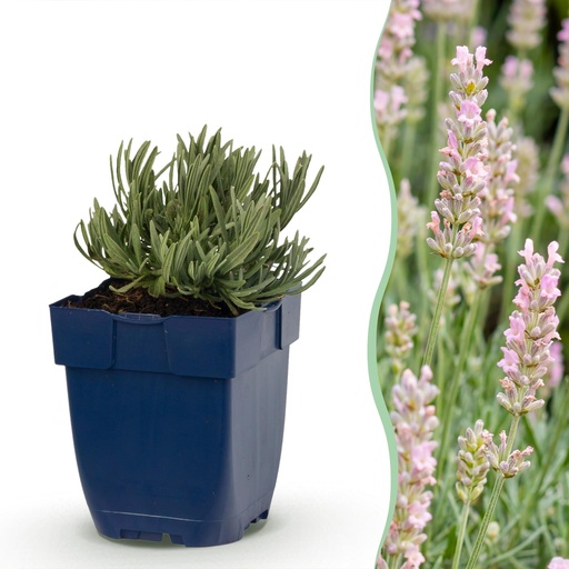 "Stauden - Lavandula ang. Rosea - Lavendel - Düfte - Rosa - 6 Pflanzen - Topf 11cm - Höhe 15-25cm image"