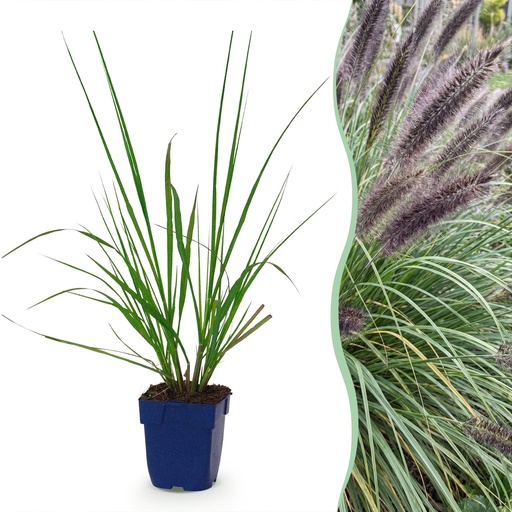 "Gräser - Pennisetum alop. Black Beauty - Lampenputzergras - Mit Blüte - Grün - 6 Pflanzen - Topf 11cm - Höhe 15-25cm image"