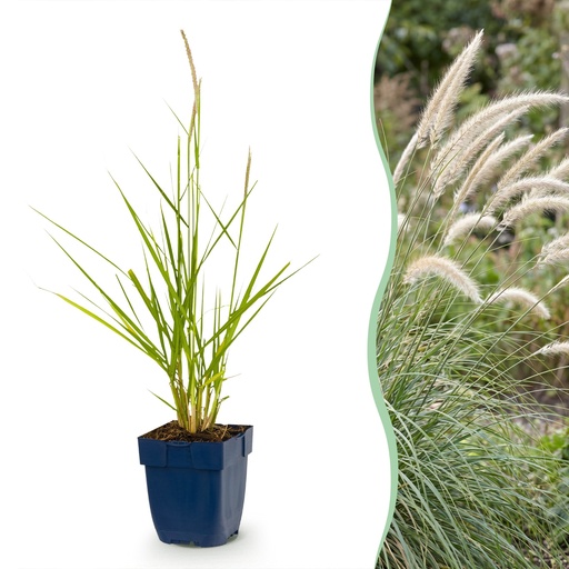 "Gräser - Pennisetum or. Fairy Tales - Lampenputzergras - Mit Blüte - Grün - 6 Pflanzen - Topf 11cm - Höhe 15-25cm image"