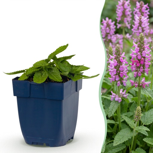 "Stauden - Stachys off. Ukkie - Hasenohr - Steingartenpflanzen - Rosa - 6 Pflanzen - Topf 11cm - Höhe 15-25cm image"