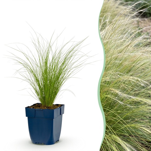 "Gräser - Stipa tenuissima Ponytails - Federgras - Immergrün - Grün - 6 Pflanzen - Topf 11cm - Höhe 15-25cm image"