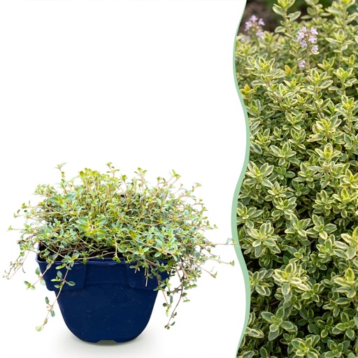 "Staudenpflanze - Thymus citr. Sambesi - Zitronen-Thymian - Duftend - Gelb - 6 Pflanzen - Topf 11cm - Höhe 15-25cm image"