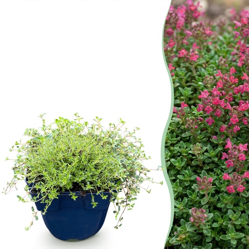 "Stauden - Thymus praecox Red Carpet - KriechThyme - Duftend - Rot-Rosa - 6 Pflanzen - Topf 11cm - Höhe 15-25cm image"