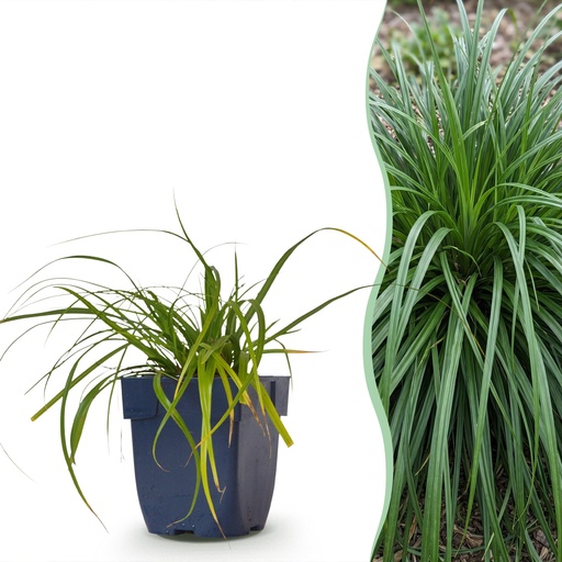 "Gräser - Carex oshimensis Evergreen - Japanisches Sauergras - Immergrün - Grün - 12 Pflanzen - Topf 11cm - Höhe 15-25cm image"