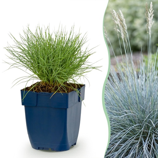 "Stauden - Festuca glauca - Blaugras - Immergrün - Blau - 12 Pflanzen - Topf 11cm - Höhe 15-25cm image"