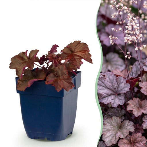 "Stauden - Heuchera micr. Palace Purple - Purpurglöckchen - Schatten - Lila - 12 Pflanzen - Topf 11cm - Höhe 15-25cm image"