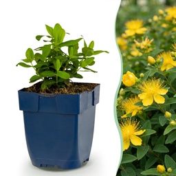 Stauden - Hypericum calycinum - Johanniskraut - Bienen- und Schmetterlingsanlock